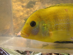 Labidochromis caeruleus