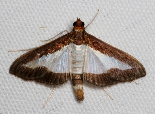 Cucumber Moth