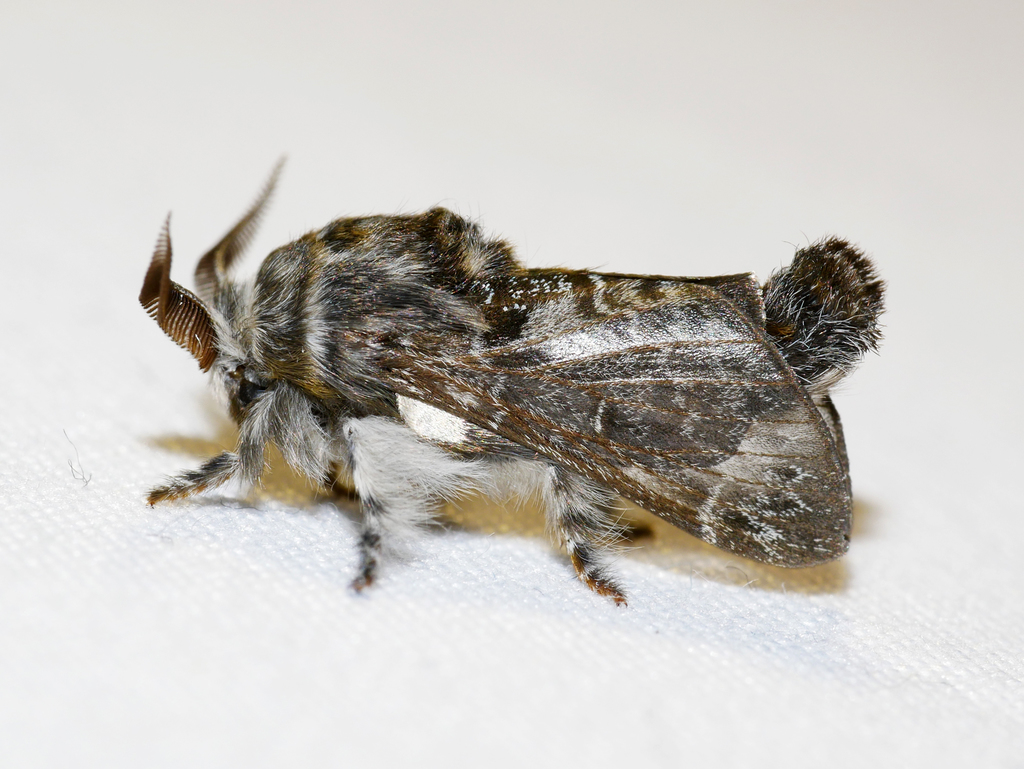 Genduara subnotata