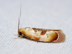 Hoplomorpha camelaea