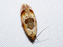 Hoplomorpha camelaea