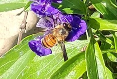 Apis mellifera