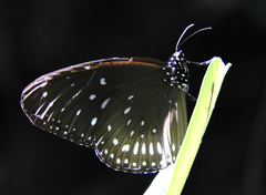 Euploea midamus