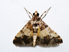 Nacoleia mesochlora