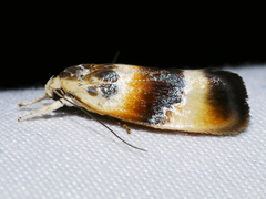 Piloprepes anassa