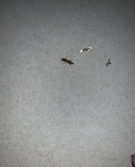 Neoscapteriscus vicinus