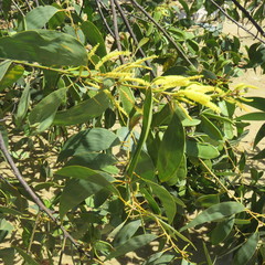 Acacia crassicarpa