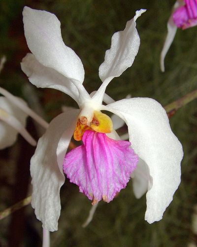 Kimball's Holcoglossum