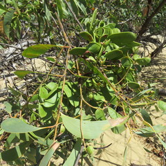 Acacia crassicarpa