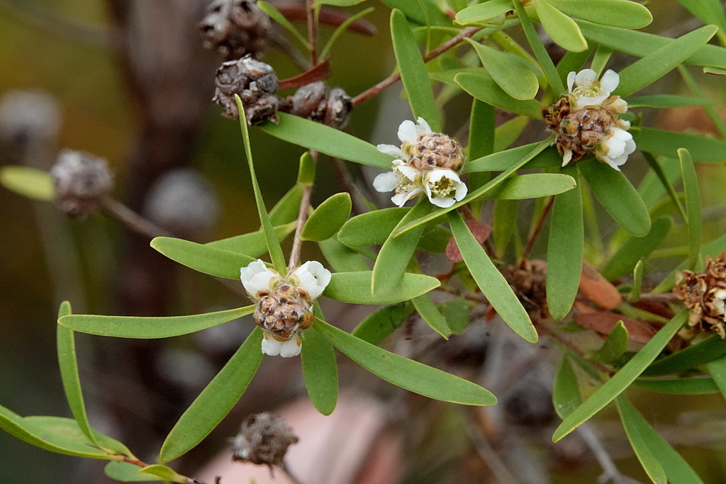 Asteromyrtus lysicephala