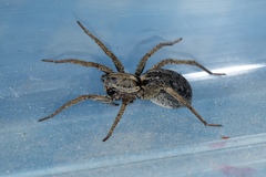 Venatrix pseudospeciosa