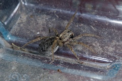 Venatrix pseudospeciosa