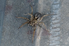 Venatrix pseudospeciosa