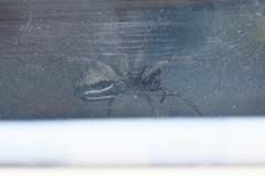 Venatrix pseudospeciosa