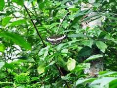 Papilio menestheus