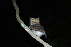 Otus spilocephalus