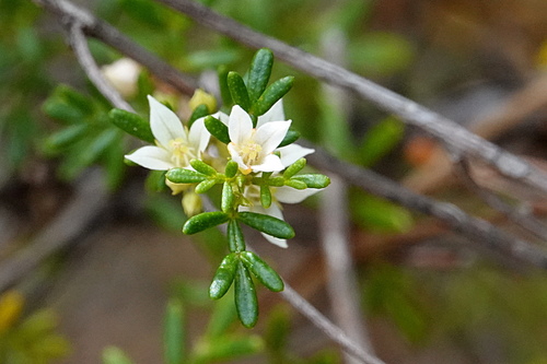 Boronia alulata