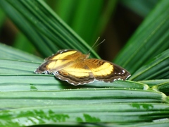 Junonia terea terea