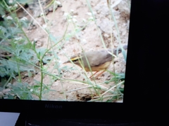 Phylloscopus griseolus