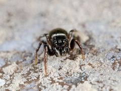 Heliophanus auratus