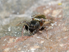 Heliophanus auratus