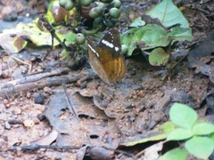 Limenitidinae