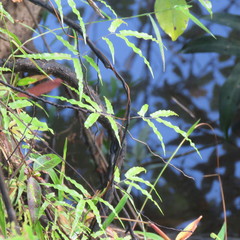 Lygodium reticulatum