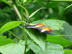 Palla