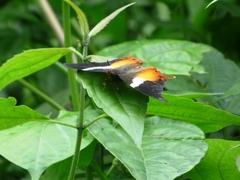Palla