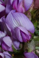 Astragalus tolucanus