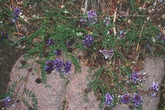 Astragalus tolucanus