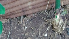 Eutropis multifasciata