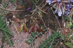 Astragalus tolucanus