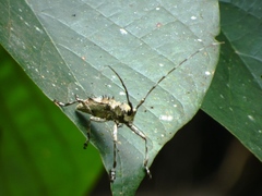 Ancylonotus tribulus