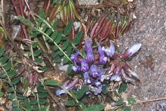 Astragalus tolucanus