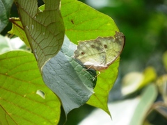 Protogoniomorpha parhassus