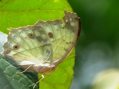 Protogoniomorpha parhassus