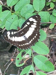 Athyma perius perinus