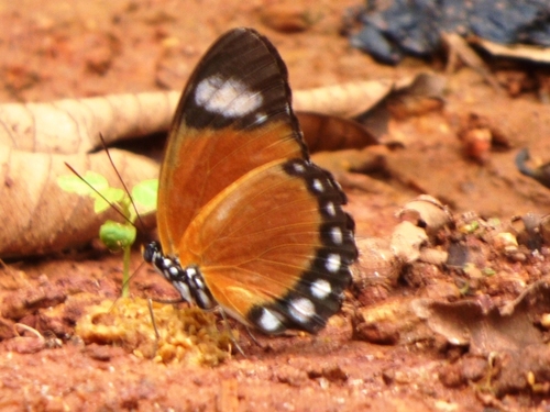 Common Orange Forester