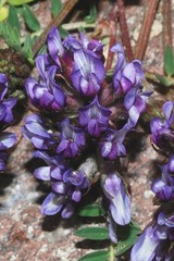 Astragalus tolucanus