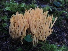 Ramaria sandaracina