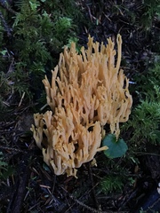 Ramaria sandaracina