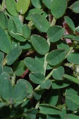 Astragalus tolucanus