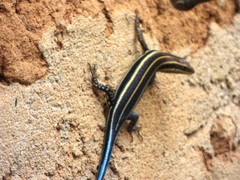 Trachylepis quinquetaeniata
