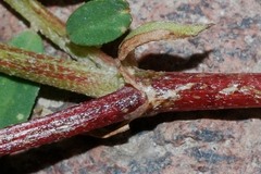 Astragalus tolucanus