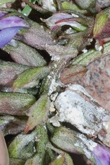 Astragalus tolucanus