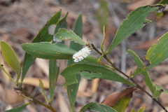 Acacia calyculata