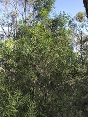 Maytenus cunninghamii