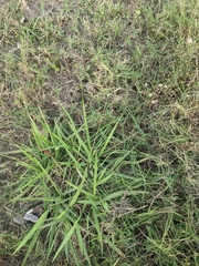 Paspalum dilatatum