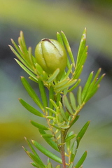 Gompholobium nitidum